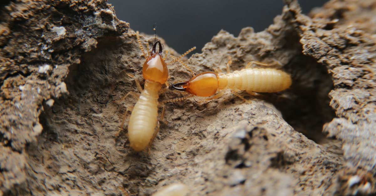 Termite Control and extermination Services Nairobi: The Ultimate Guide to Protecting Your Home