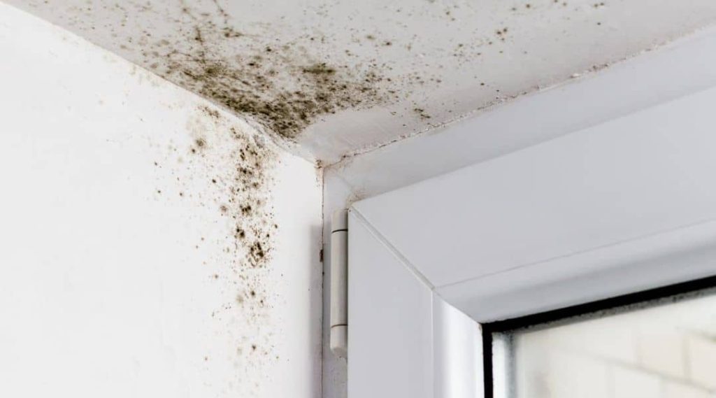 Mold removal services in Kenya