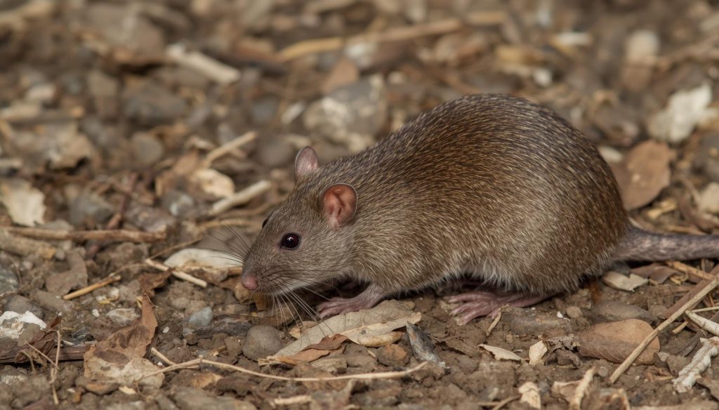 rats-and-mouse-control-guide-in-kenya-2026
