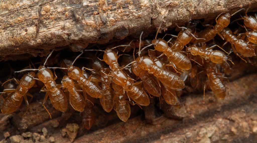 Termite Species